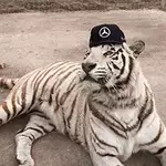 25-W3-BYvw8-No.webp 25-W3-BYvw8-No.webp