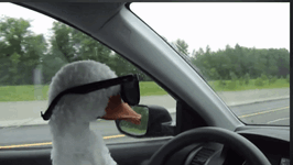 duck-with.gif