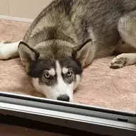 Fletsz_Flores(Panda)